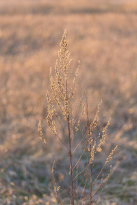 夕阳草