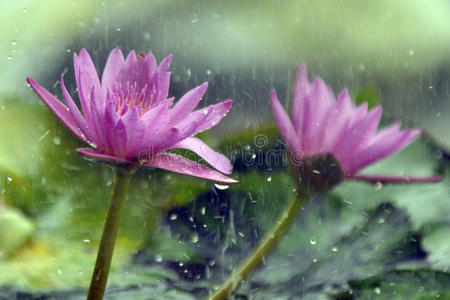 雨中的粉红莲花