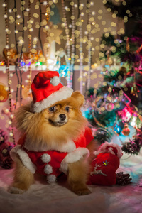 穿着圣诞老人服装的波美拉尼亚小狗