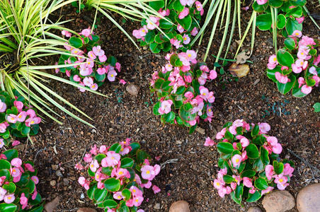 粉红色秋海棠幼苗俯视图照片