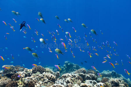 水下珊瑚礁鱼