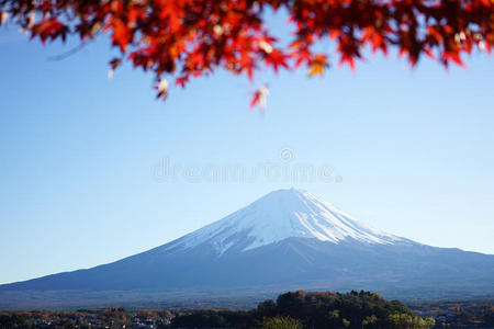 日本富士山枫树