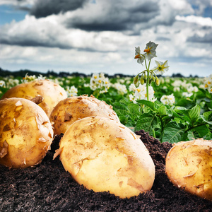 农田里新挖的土豆