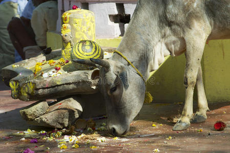 印度奥克哈市中心的牛在寻找食物。