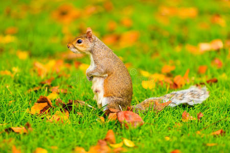 秋天公园里的灰松鼠