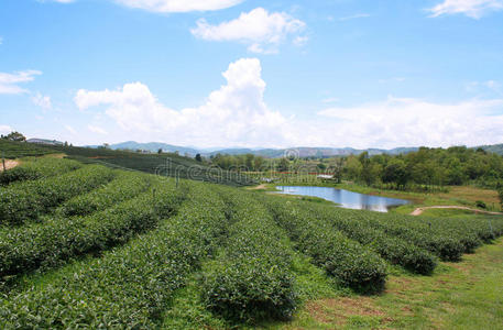 泰国清莱秋芳茶场