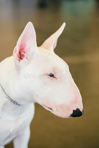 特写宠物白牛头犬