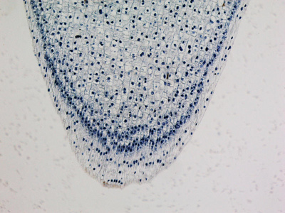 植物连根照片图片