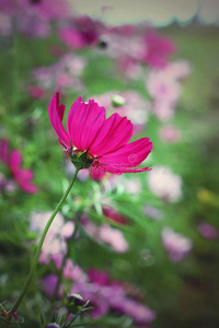 粉红色宇宙花的领域花和花园。