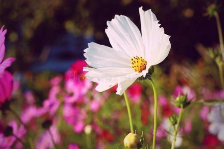 粉红色宇宙花的领域花和花园。