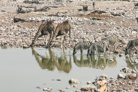 纳米比亚的斑马和长颈鹿一起喝酒