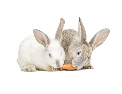 两只兔子吃同一根胡萝卜