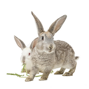 两只兔子在吃胡萝卜叶