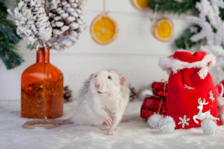 圣诞装饰背景上装饰可爱的老鼠