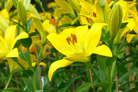 黄色的百合花。