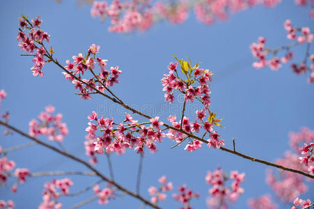 粉色花朵蓝天