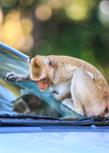 猴子吃螃蟹的猕猴在车上爬