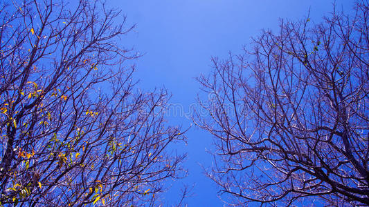 干大树枝图片-干大树枝素材-干大树枝插画-摄图新视界