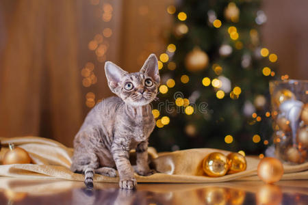 德文雷克斯猫，圣诞节和新年