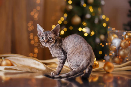 德文雷克斯猫，圣诞节和新年