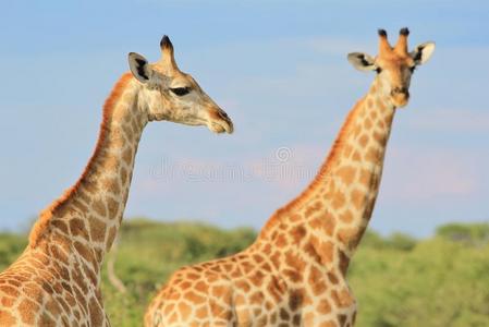 长颈鹿非洲野生动物背景摆出脖子和图案