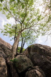 美丽的岩石树