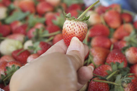 很多草莓水果