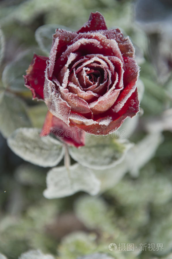 花冰冻的玫瑰树上的红浆果覆盖着白霜的玫瑰枫叶山楂浆果绿草上的雾凇