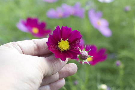 粉红色宇宙花在手