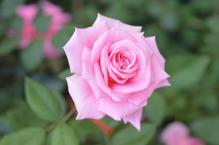 美丽的粉红色玫瑰