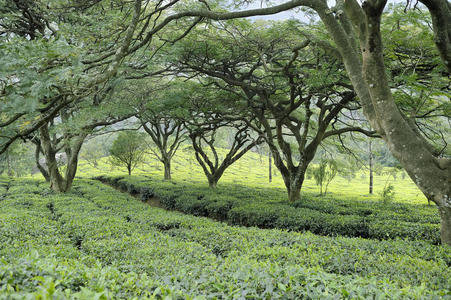 茶籽树图片