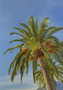 两棵棕榈树映衬着蓝天