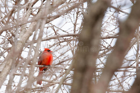 冬天红衣主教在白雪覆盖的树上