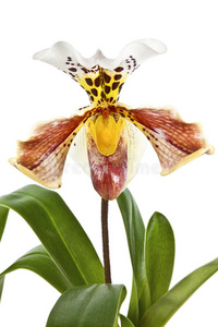 兰花白底素材图片