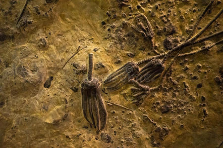 岩石中的古动物化石
