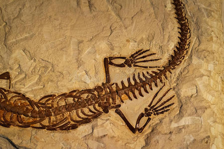 岩石中的古爬行动物化石