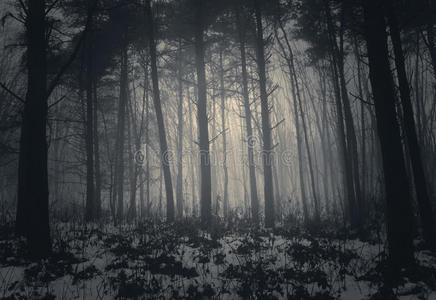 冬季雾林