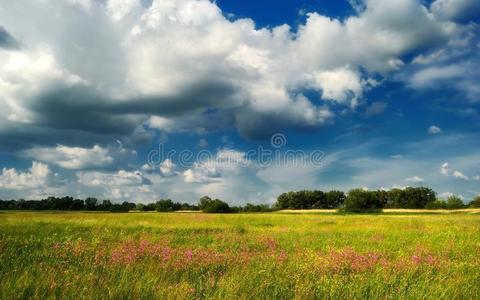 蓝天下的花朵夏季草地