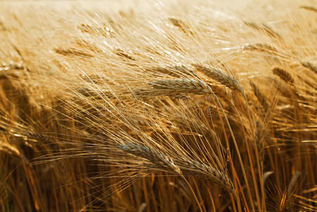 法国小麦田图片