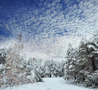 冬季森林中的新年树。美丽的冬季景观，白雪覆盖的树木。树上覆盖着白霜和雪。