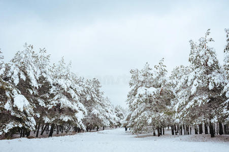 冬季森林中的新年树。美丽的冬季景观，白雪覆盖的树木。树上覆盖着白霜和雪。