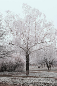 冬季树木霜冻景观