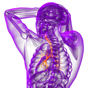 支气管的3d渲染医学插图