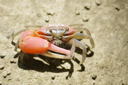 红腿鹦鹉猎物红招蟹画像照片