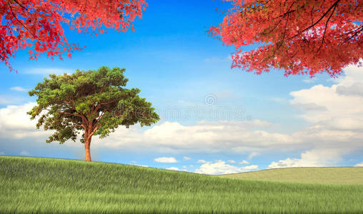 风景秀丽的枫树形象