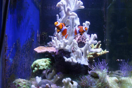 色彩斑斓的热带珊瑚礁