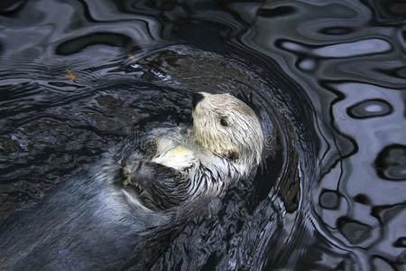 休息野生海獭