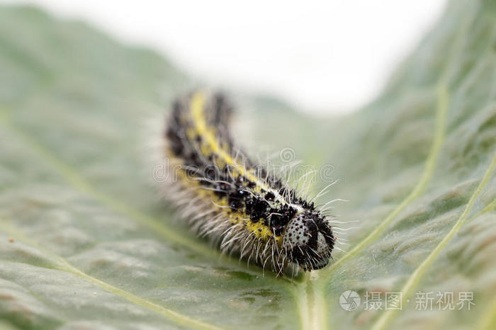 小白菜白蝶毛虫照片 正版商用图片1lqu0h 摄图新视界