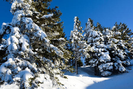 雪山景观下的松林