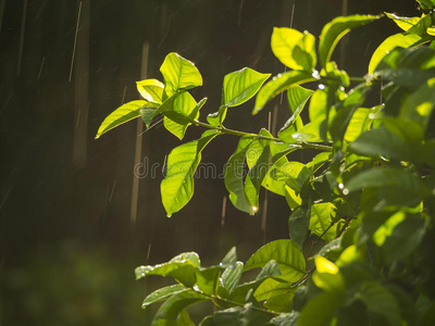 雨滴落在绿叶上